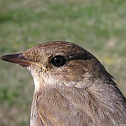 Näktergal, Sundre 20110603